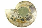 Cut & Polished Ammonite Fossil (Half) - Madagascar #359527-1